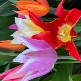 Mixed Lily Tulip (Tulipa_ 4 Lily Flowering Varieties) Img 5